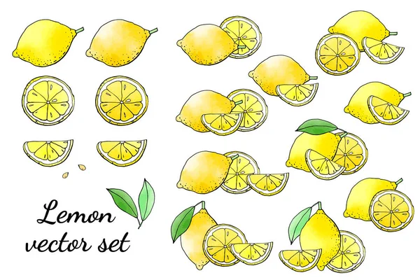 Limonların vektör çizimi, limon çizimi
