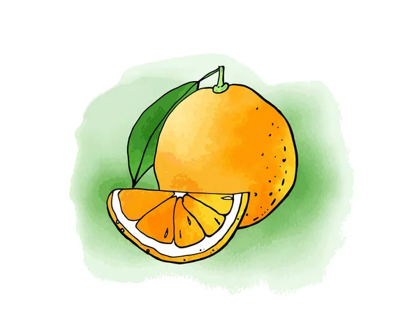 Vektorillustration Der Orangen Früchte Orangefarbene Zeichnung — Stockvektor