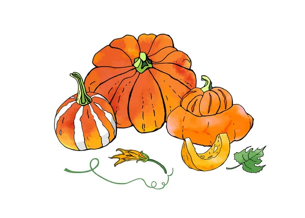 Portakal Kabakları Sebzeler Yemekler Şükran Günü Cadılar Bayramı Nın Vektör — Stok Vektör