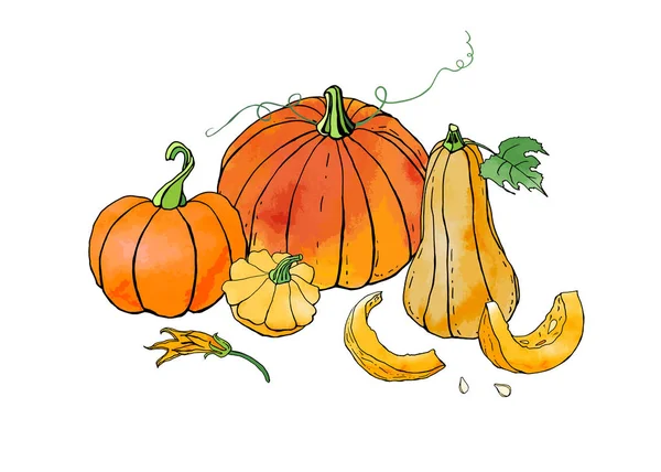 Ilustração Vetorial Abóboras Laranja Alimentos Vegetais Ação Graças Halloween — Vetor de Stock