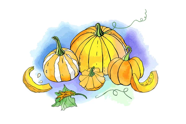 Illustrazione Vettoriale Zucche Verdure Cibo Ringraziamento Halloween — Vettoriale Stock