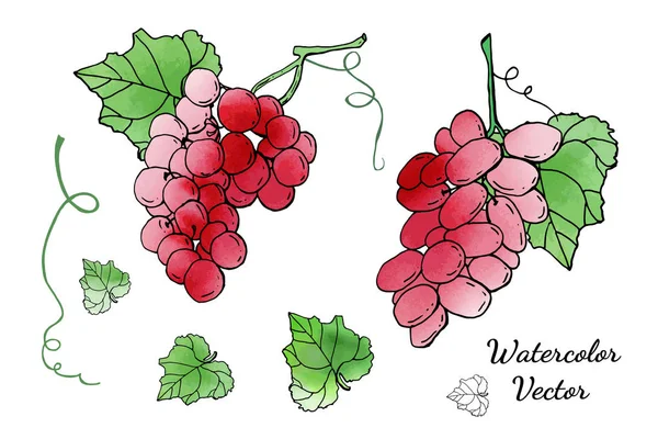 Collecte Raisins Vecteurs Rouges Dessins Animés Avec Texture Aquarelle Contexte — Image vectorielle