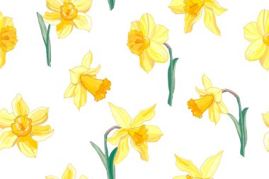 Çiçek açan Narcissus çiçeklerinin vektör çizimi, çiçek arkaplanı 