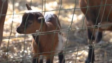 Kahverengi siyah ve beyaz kürk lekeleri ile küçük evcil bebek keçi, çok parlak güneşli bir günde bir çit yakınında el beslenen alıyorum. Capra aegagrus hircus.