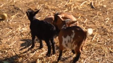 Küçük ev kahverengi, küçük boynuzları ile küçük kızak bebek keçiler çok parlak güneşli bir günde bir alanda uykulu yatan tüm sıcak ve bulanık ve sevimli duygu.