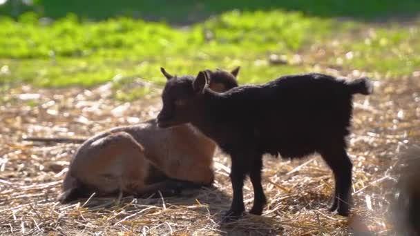 晴れた日に野原で眠り始める小さな黒い赤ちゃんヤギ 超かわいい小さな赤ちゃんヤギは非常に眠くなる カプラ アエガグルス ヒルカス — ストック動画