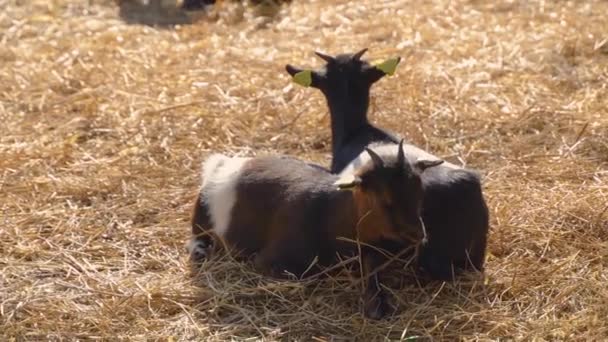 Vackra Vita Baby Goat Ansluta Andra Baby Getter Liten Siesta — Stockvideo