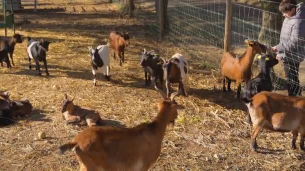 Mnoho Malých Domácích Dětských Koz Hnědými Černými Bílými Kožešinovými Skvrnami — Stock video