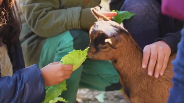 小家庭婴儿棕色山羊得到手喂养在一个非常明亮的阳光明媚的日子由小孩子 非常可爱和可爱的镜头 卡普拉 阿加格鲁斯 希尔库斯 — 图库视频影像