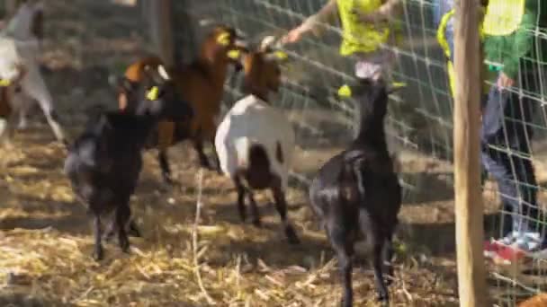 Muchas Pequeñas Cabras Domésticas Con Manchas Piel Marrón Negra Blanca — Vídeos de Stock