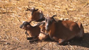 Küçük yavru keçiler sıcak güneşte birlikte rahatlatıcı uyku.