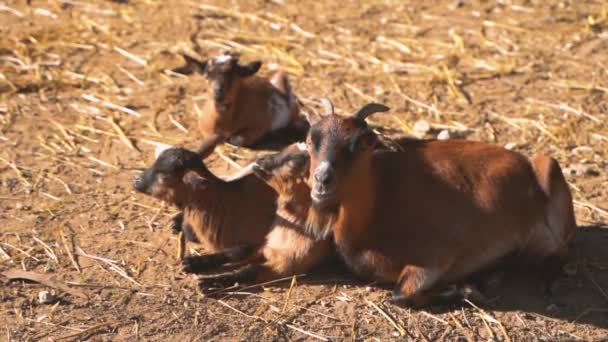 Petits chèvres dormant ensemble sous le soleil chaud . — Video