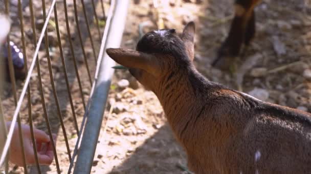 Dětská koza je ručně krmena listím — Stock video