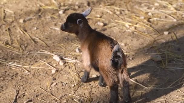 Baby geit wandelen en draaien rond — Stockvideo