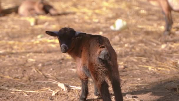 Baby Goat gå och vrida runt — Stockvideo