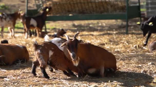 Маленькие козы пытаются сосать вымя мамочки. — стоковое видео