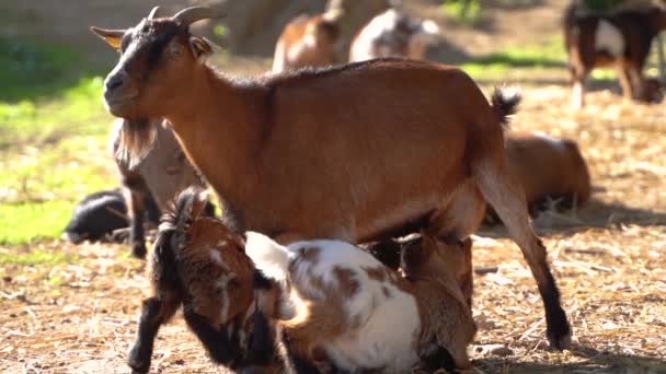Dos pequeñas cabras bebé amamantando hembra mamá cabra ubre , — Vídeos de Stock