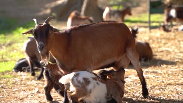 두 개의 작은 아기 염소 빨기 에 여성 엄마 염소 의 젖꼭지, — 비디오