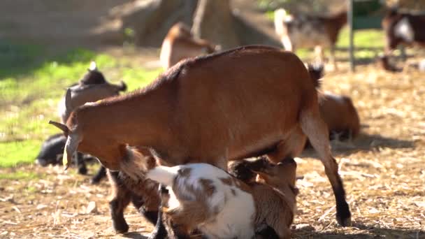 两只小宝宝山羊吮吸着雌性妈妈保姆山羊乳房 成年山羊闻到了幼山羊的气味 喝牛奶的山羊 — 图库视频影像