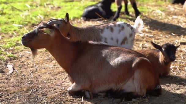 Bébé et chèvres adultes dormant ensemble se réchauffant au soleil , — Video