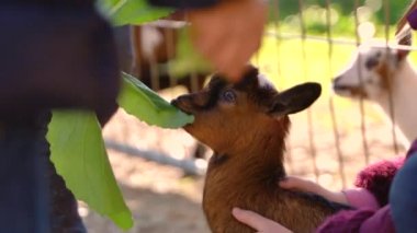 Küçük yavru keçiyi taze yeşil yapraklarla elle besleyen çocuklar
