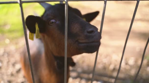 Truffe de chèvre gros plan très près du visage de la chèvre — Video