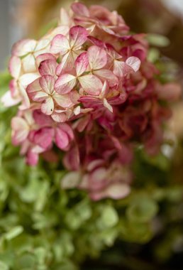 Bahçedeki yeşil çiçekler