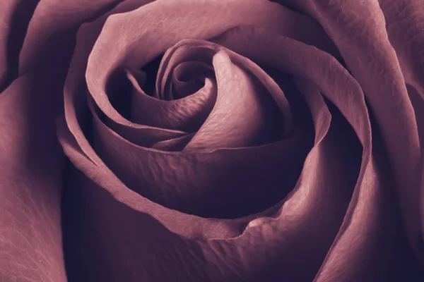 Charming lovely rose, close up. — Stock Photo, Image