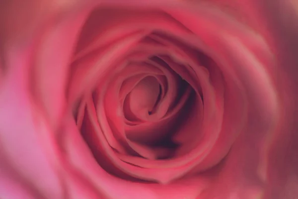 Charmante rose, gros plan . — Photo