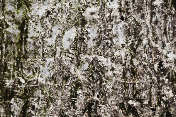 Textura de madeira velha, foco macio . — Fotografia de Stock