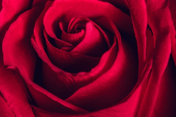 Beautiful Red Rose Close — Stock Photo, Image