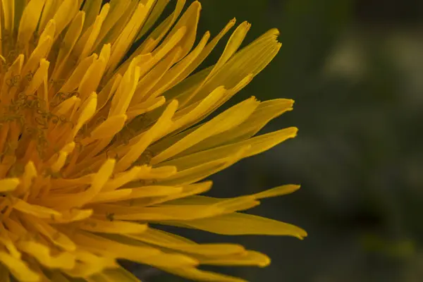 Büyüleyici Sarı Karahindiba Yakın Çekim Spazm Kopya — Stok fotoğraf
