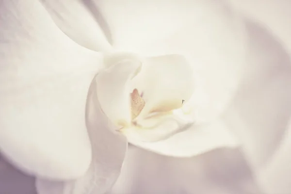 피는 흰색 난초 꽃입니다. 팔레노시스. 근접 촬영. — 스톡 사진