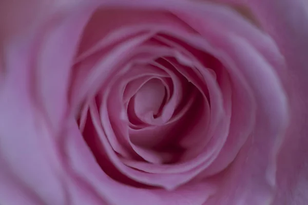 魅力的な素敵なバラ、クローズアップ. — ストック写真