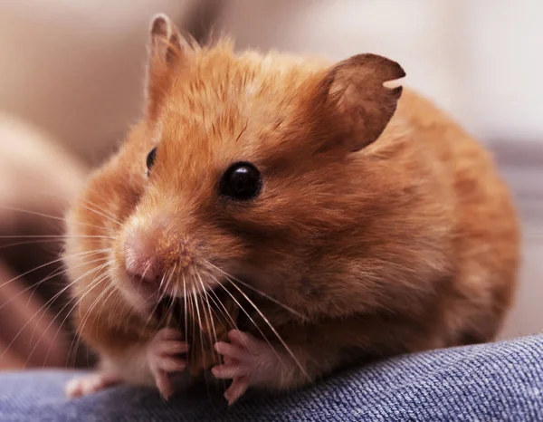 Syrische hamster zit op de knieën en knabbelen noten — Stockfoto