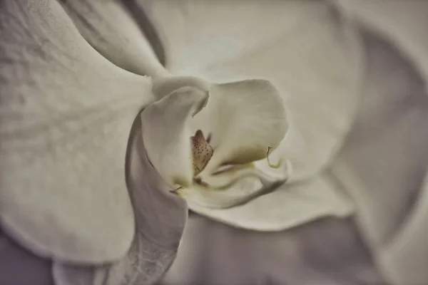 白蘭の花を咲かせます。ファレノプシス。クローズアップ.トーン — ストック写真