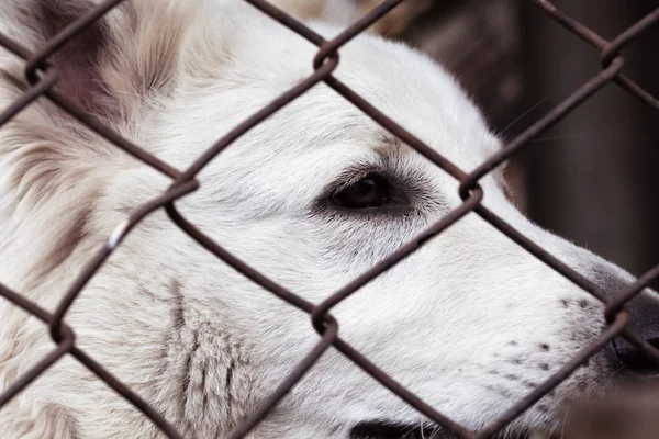 笼狗，悲伤的脸。狗在庇护的眼睛被遗弃 — 图库照片