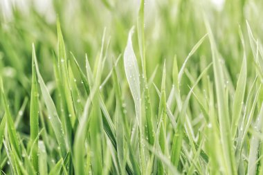 yaz yeşil çim saf çiğ ile kaplı.