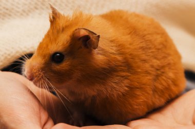 Suriyeli hamster elinde oturuyor. yakın çekim