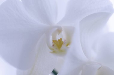 Çiçek açan beyaz orkideler çiçek. Phalaenopsis. Closeup. Yumuşak odaklama