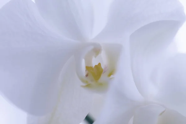 白蘭の花を咲かせます。ファレノプシス。クローズ アップ。ソフトフォーカス — ストック写真