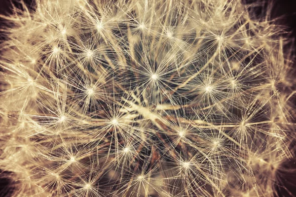 Close up of dandelion seed — Stock Photo, Image