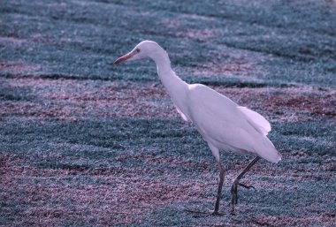 çayırda yiyecek arayan ot