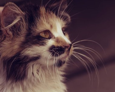 Benekli renkli kedi oturur ve yiyecek için avlar. yakın çekim