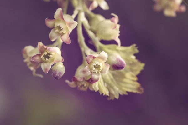 Bellissimi giovani germogli di ribes con fiori verdi in primavera , — Foto Stock