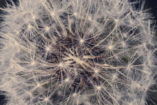 Close up of dandelion seed — Stock Photo, Image