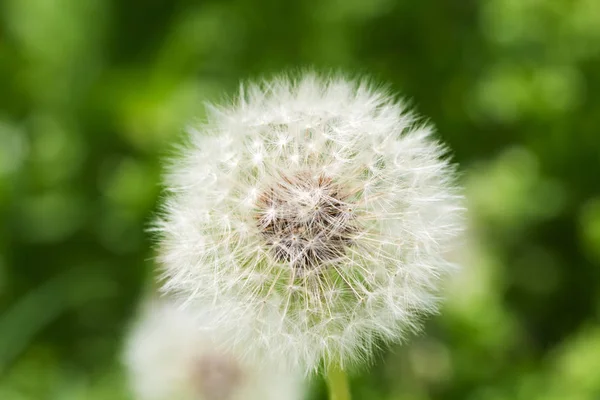 Yeşil arka planda Dandelion, yumuşak odak — Stok fotoğraf