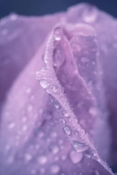 Flor Vintage rosa com gotas de água, detalhe close-up — Fotografia de Stock