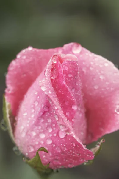 Vintage Flower rose with drops of water, close up detail — Stock Photo, Image