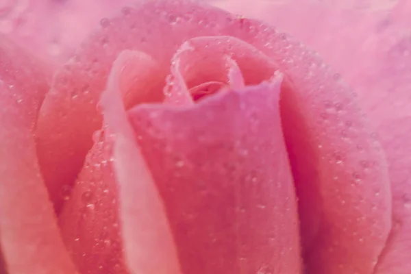 Vintage flor rosa con gotas de agua, detalle de cerca —  Fotos de Stock